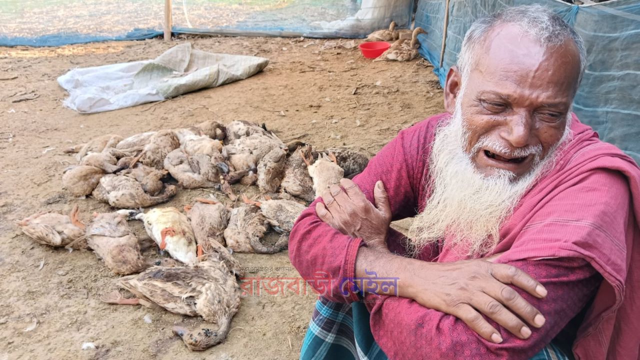 মরা পদ্মার বদ্ধ জলাশয়ে বিষ দিয়ে মাছ ধরার ফাঁদে মারা পরলো তিন শতাধিক হাঁস