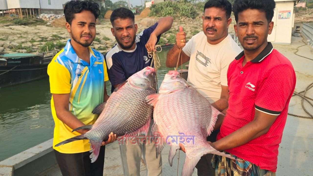 পদ্মা নদীর দুই কাতলা মাছ বিক্রি হলো ৯৫ হাজার টাকায়