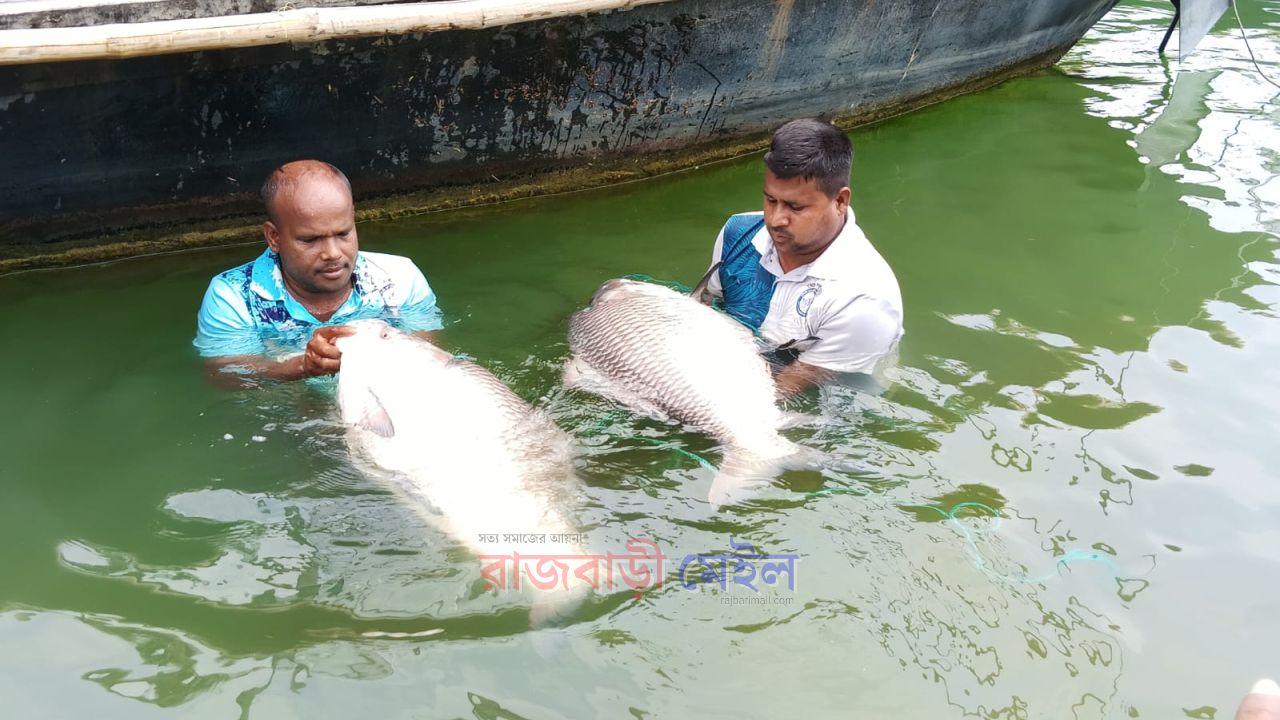 এবার পদ্মা নদীর দুই কাতলা বিক্রি হলো ৮৬ হাজার টাকায়