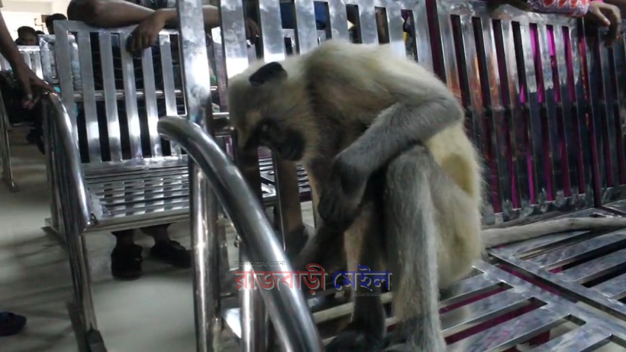 রাজবাড়ীর পাংশায় ক্লিনিকে চিকিৎসা নিতে নিজেই হাজির হলো অসুস্থ হুনুমান 