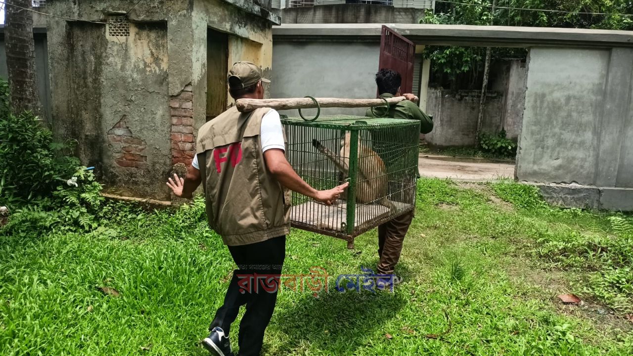 অবশেষে অসুস্থ হনুমানটি উন্নত চিকিৎসার জন্য রাজবাড়ী থেকে খুলনায় নেওয়া হলো 