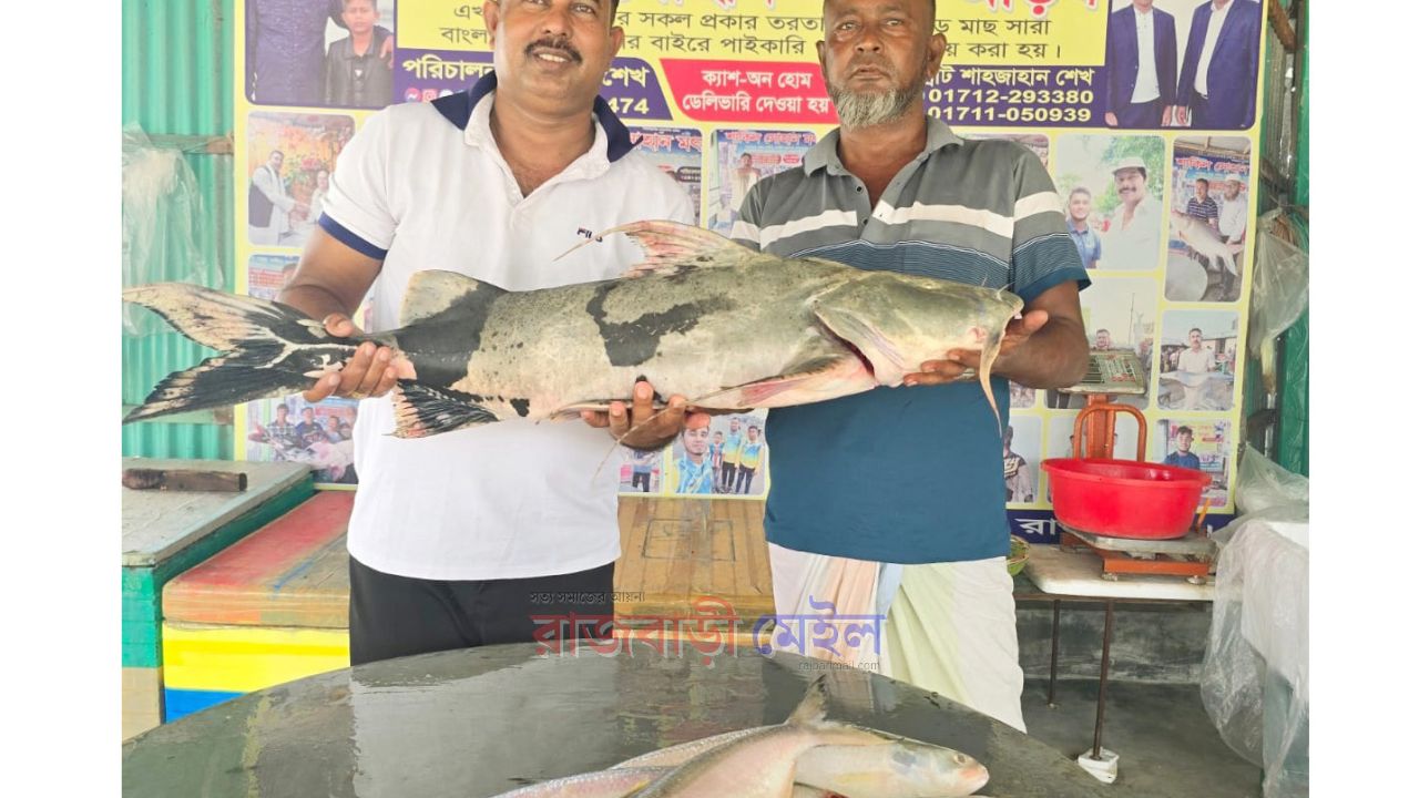 রাজবাড়ীতে ২০ কেজির মহাবিপন্ন বাগাড় ৩৮ হাজার ও ৬টি ইলিশ বিক্রি হলো ৪৭ হাজার টাকায়