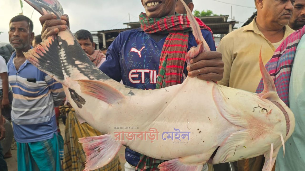 রাজবাড়ীর পদ্মা নদীর ঢাই, বোয়াল, রুইসহ মহাবিপন্ন বাগাড় বিক্রি হলো দুই লাখ টাকায়