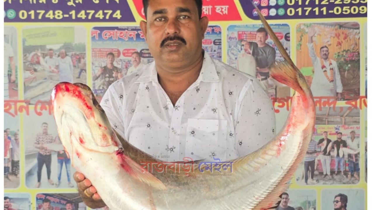 পদ্মা নদীর প্রায় ১১ কেজি ও ৩ কেজি ওজনের দুটি ঢাই মাছ ৬৯ হাজার টাকায় বিক্রি