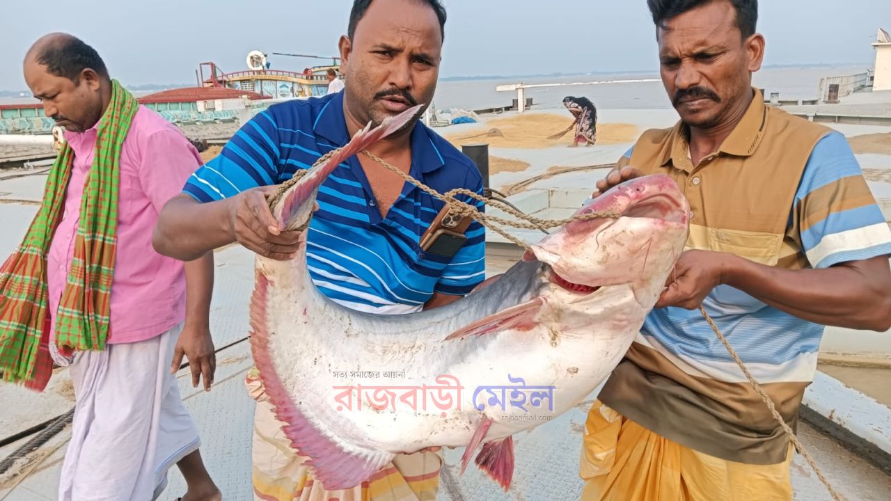রাজবাড়ীর দৌলতদিয়ায় ১৭ কেজির এক পাঙ্গাশের দাম উঠল ৩৯ হাজার টাকা