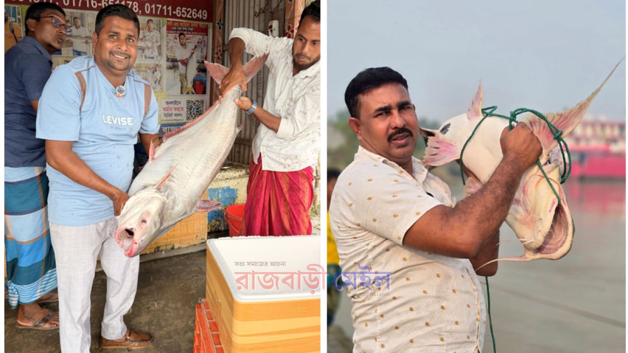 রাজবাড়ীতে পদ্মা নদীর এক কাতলা অর্ধ লক্ষ টাকা ও দুই বাগাড় ৪২ হাজারে বিক্রি