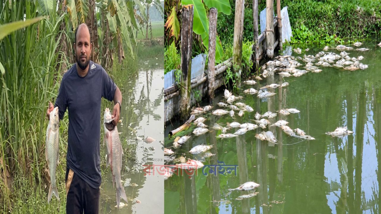 রাজবাড়ীর পাংশায় চাঁদা না পেয়ে প্রবাসীর পুকুরে বিষ প্রয়োগের অভিযোগ, বিএনপি নেতা গ্রেপ্তার