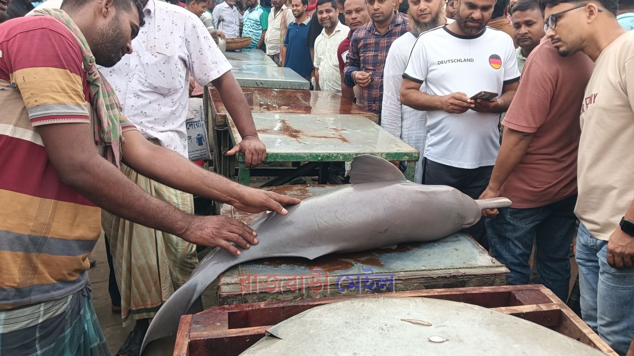 রাজবাড়ীর পদ্মায় জেলেদের জালে ধরা পড়ল শুশুক, নিলামে বিক্রি ২ হাজার ১০০ টাকায়